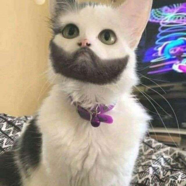 人間ぽい動物たち