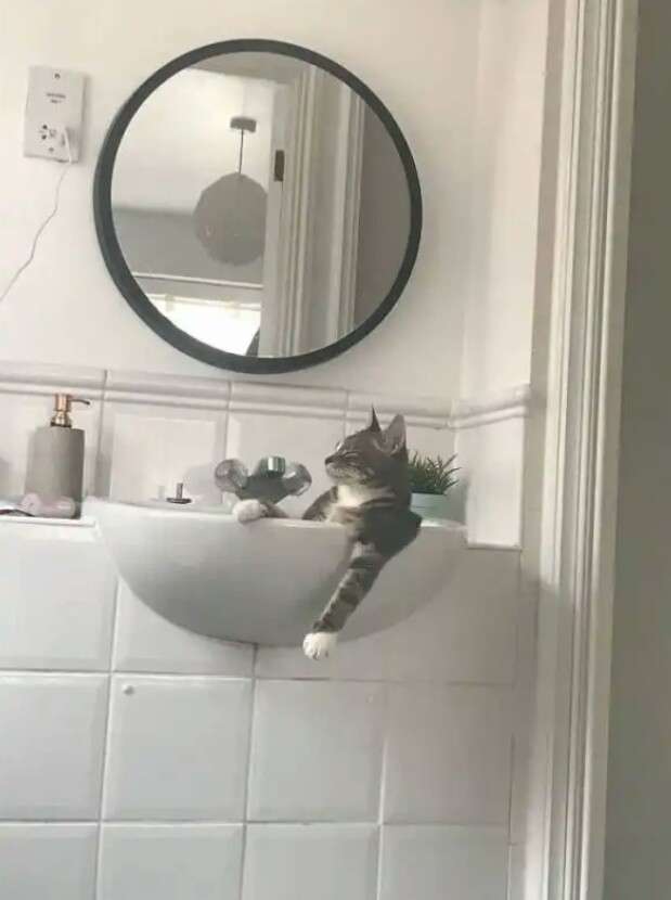 人間ぽい動物たち