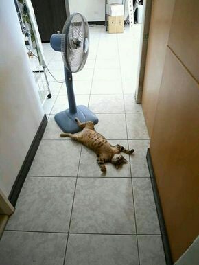人間ぽい動物たち