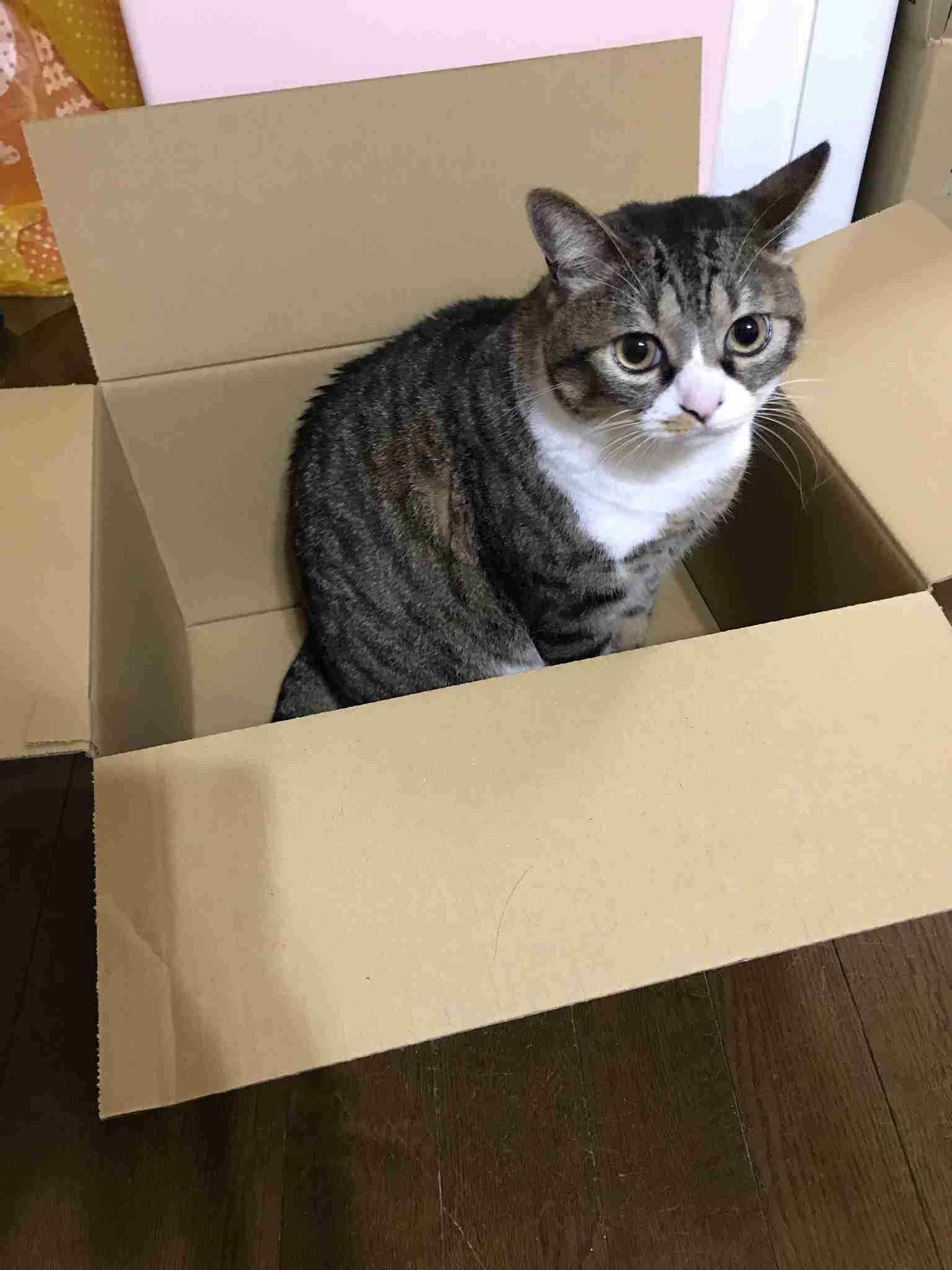 猫飼い主雑談相談トピ