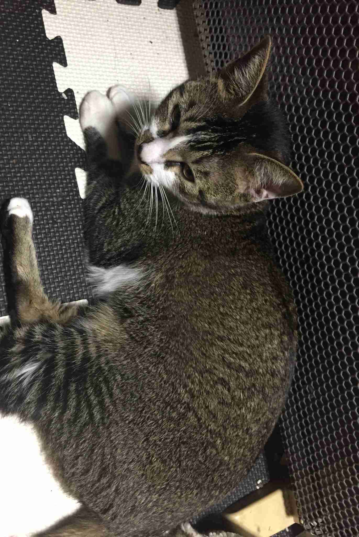猫飼い主雑談相談トピ