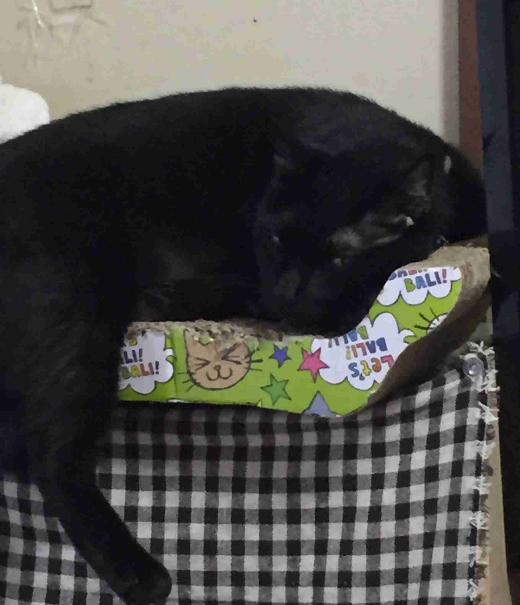 猫飼い主雑談相談トピ
