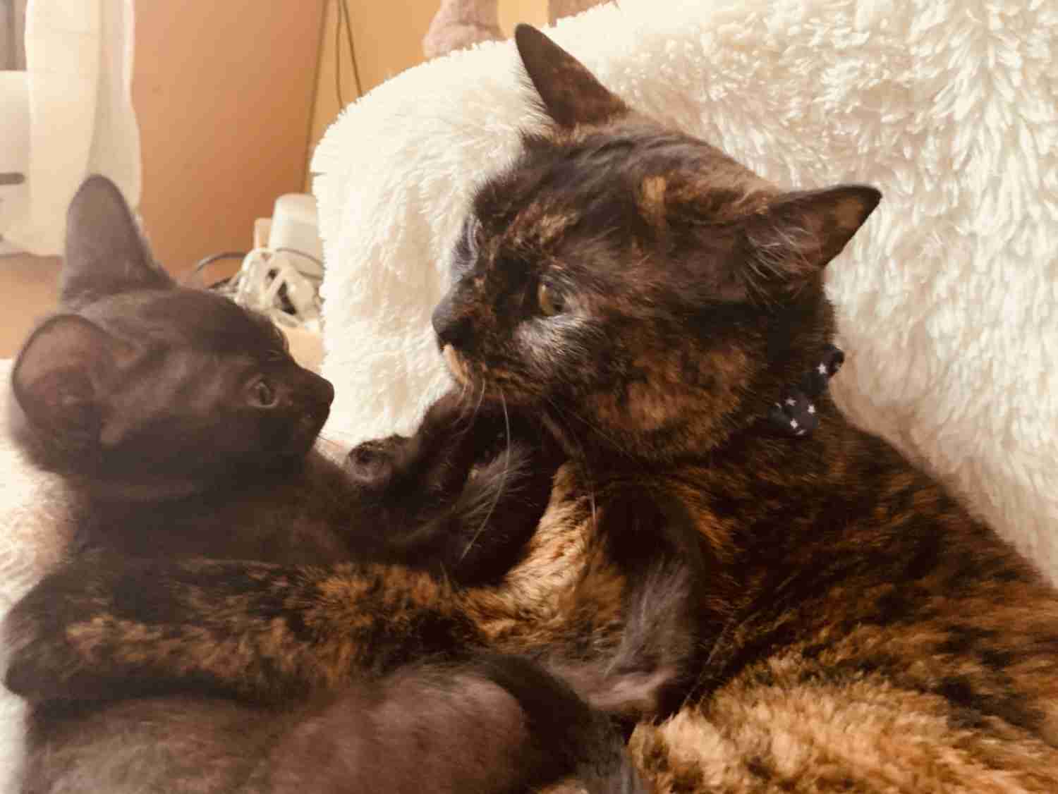 猫飼い主雑談相談トピ