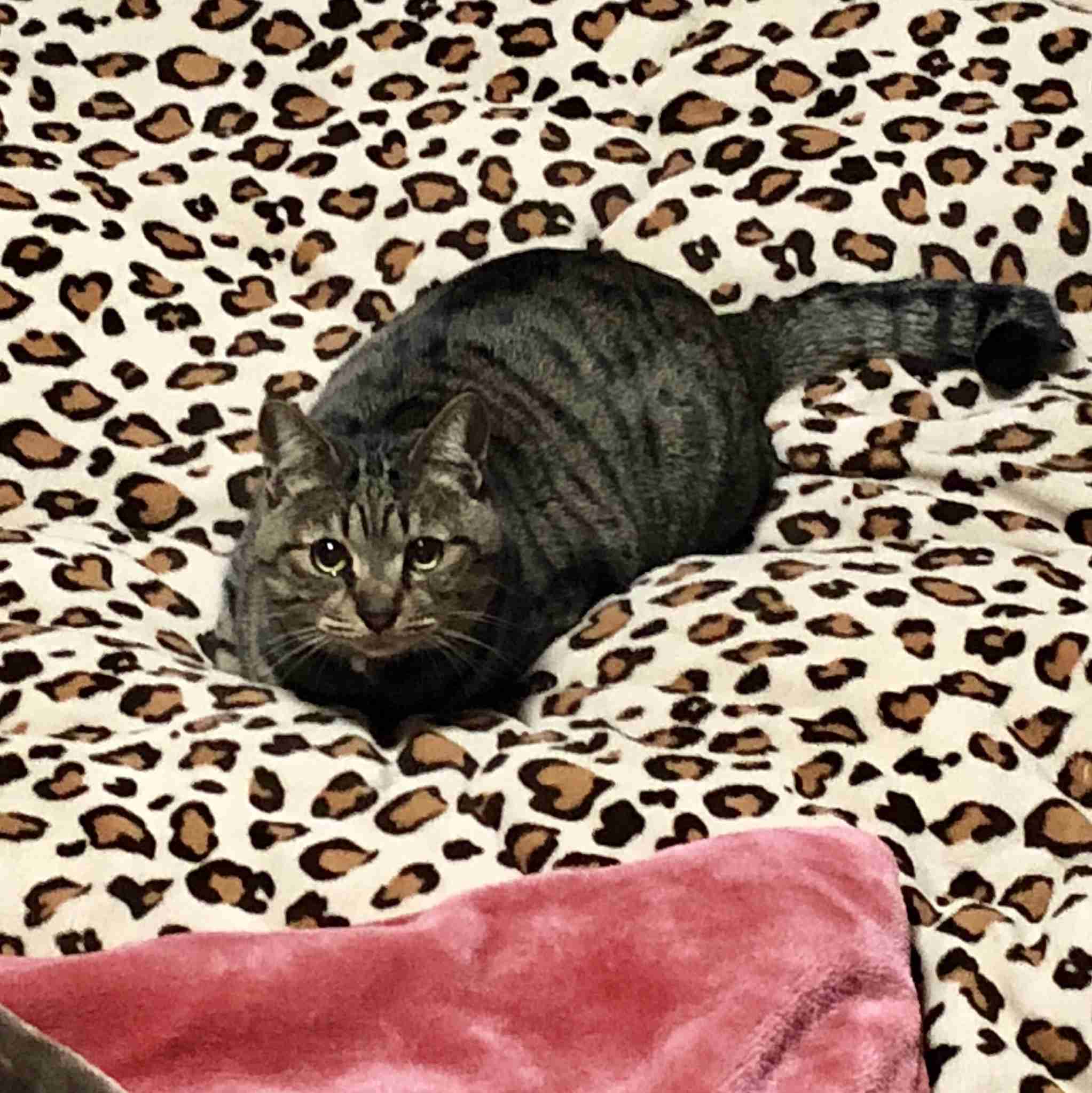 猫飼い主雑談相談トピ