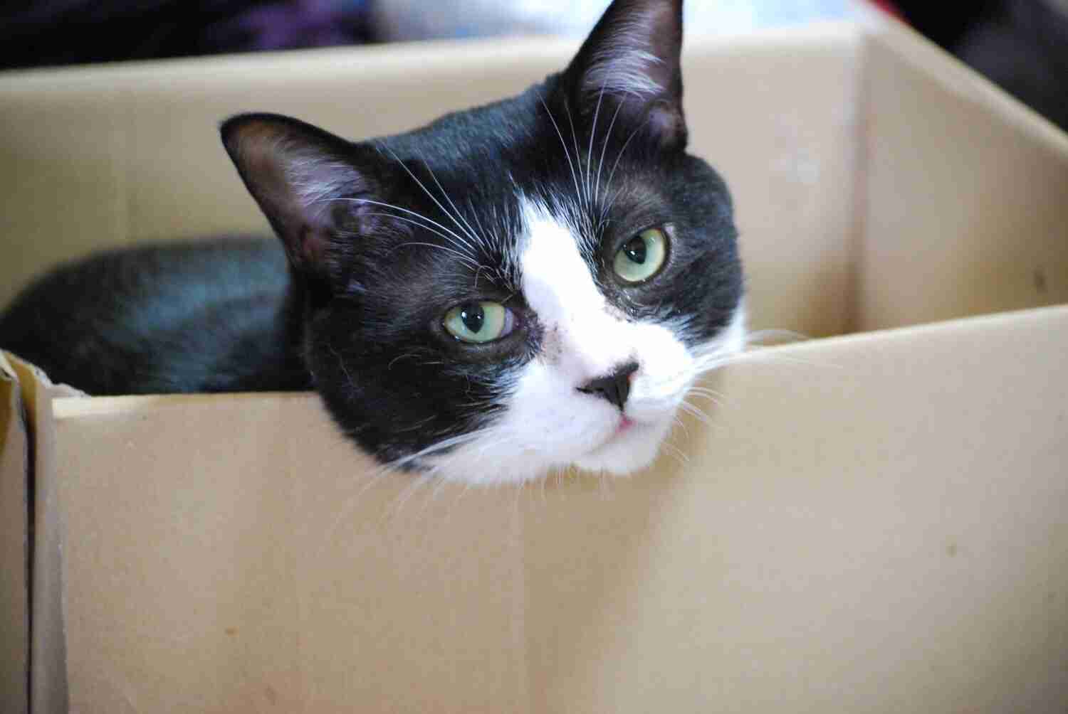 猫飼い主雑談相談トピ