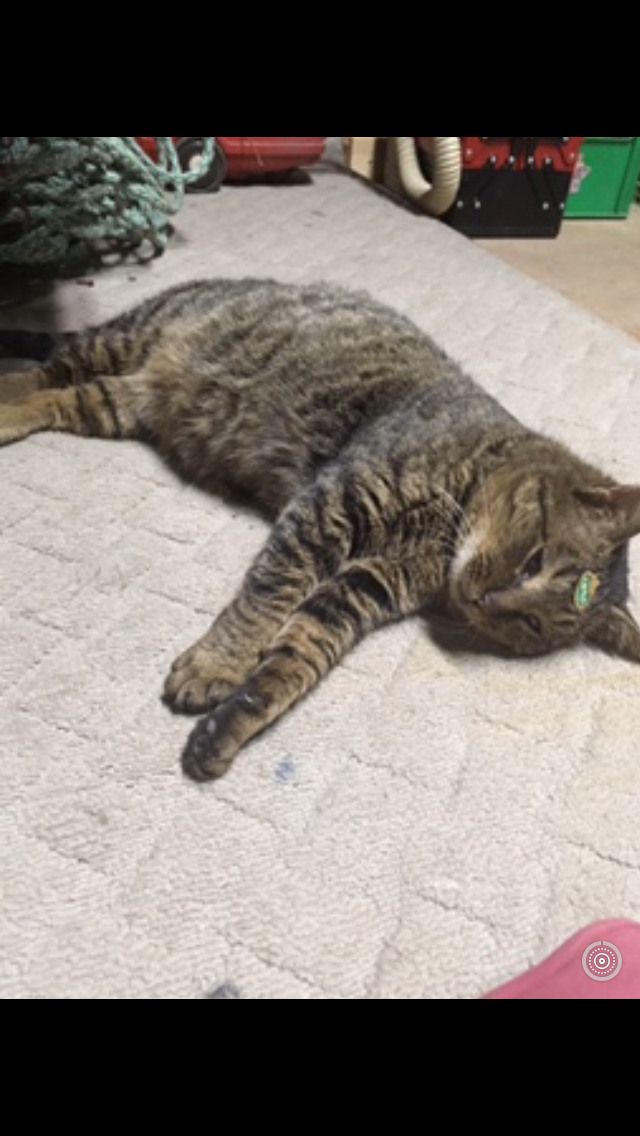 猫飼い主雑談相談トピ