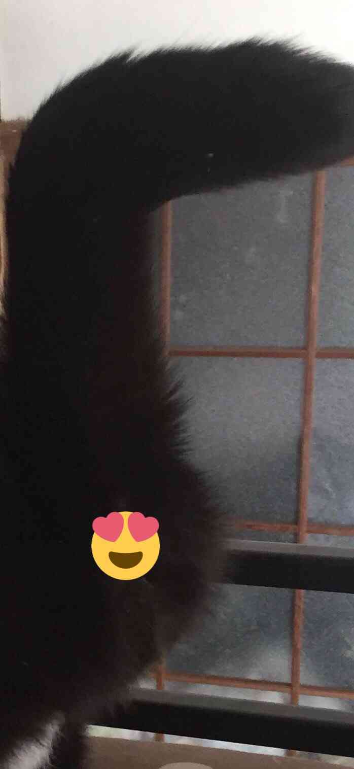 猫飼い主雑談相談トピ