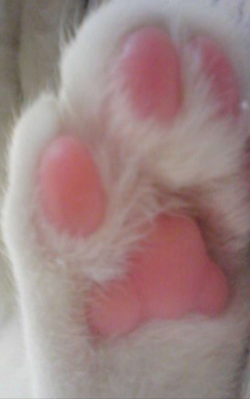 猫飼い主雑談相談トピ