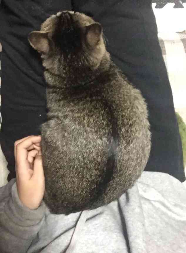 猫飼い主雑談相談トピ