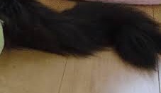 猫飼い主雑談相談トピ
