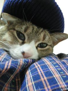 猫飼い主雑談相談トピ