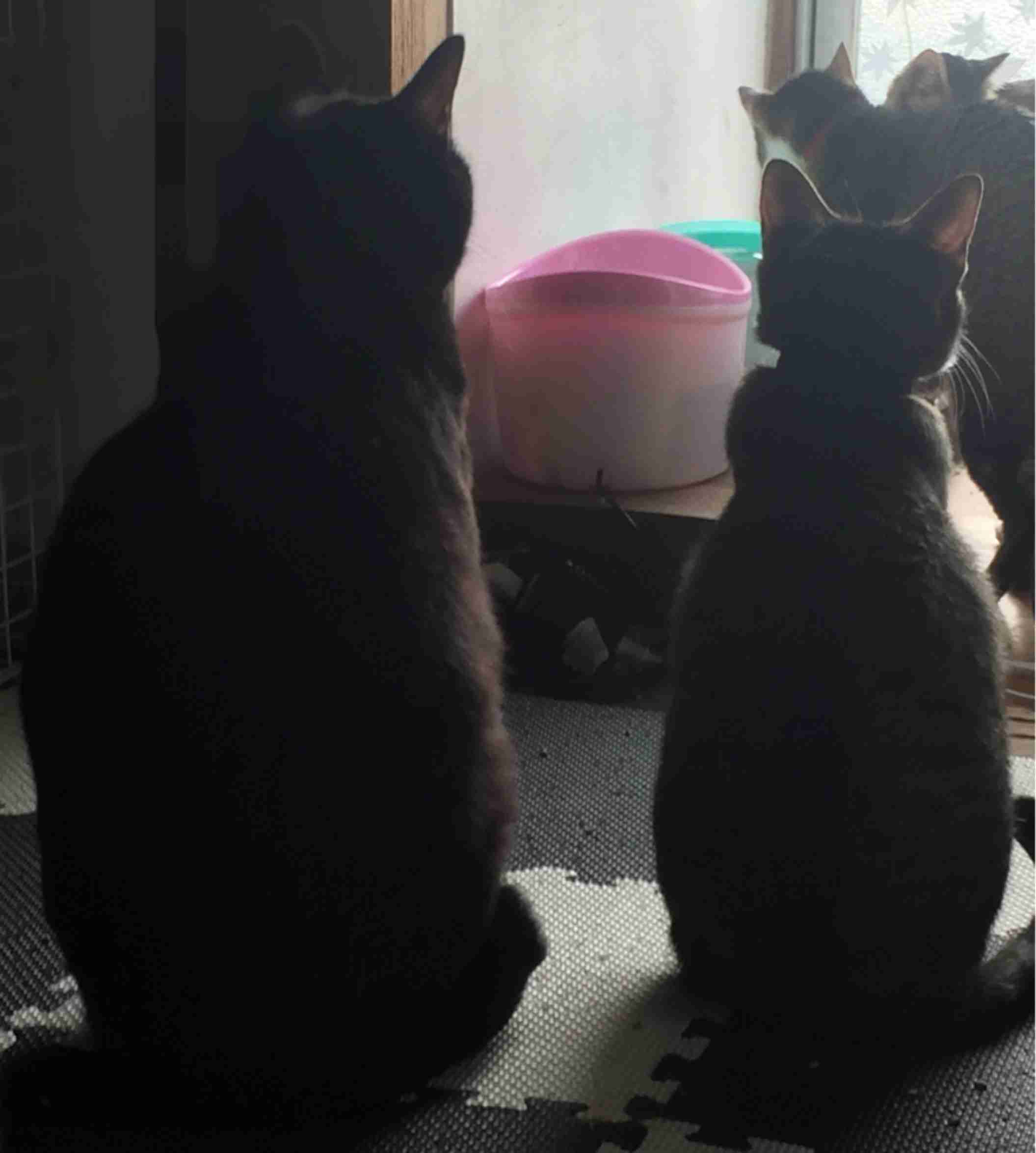 猫飼い主雑談相談トピ