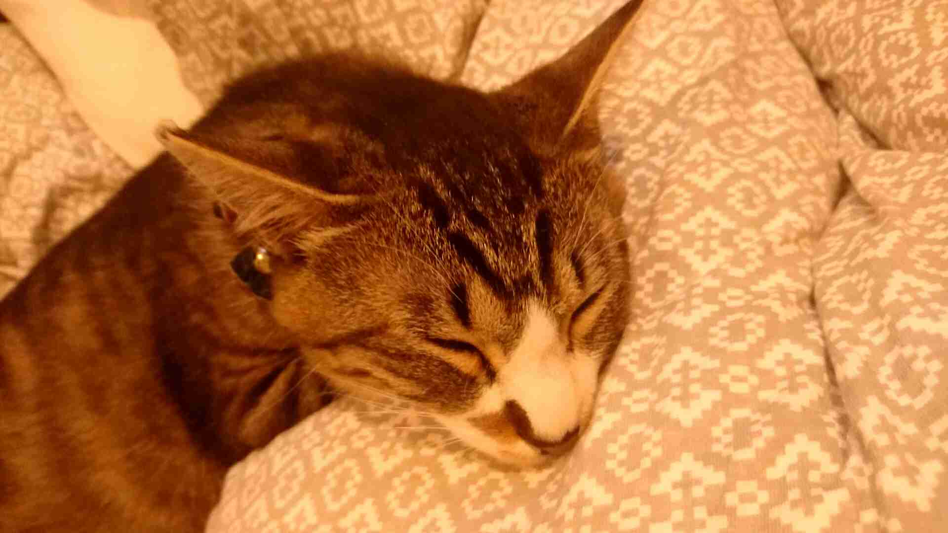 猫飼い主雑談相談トピ