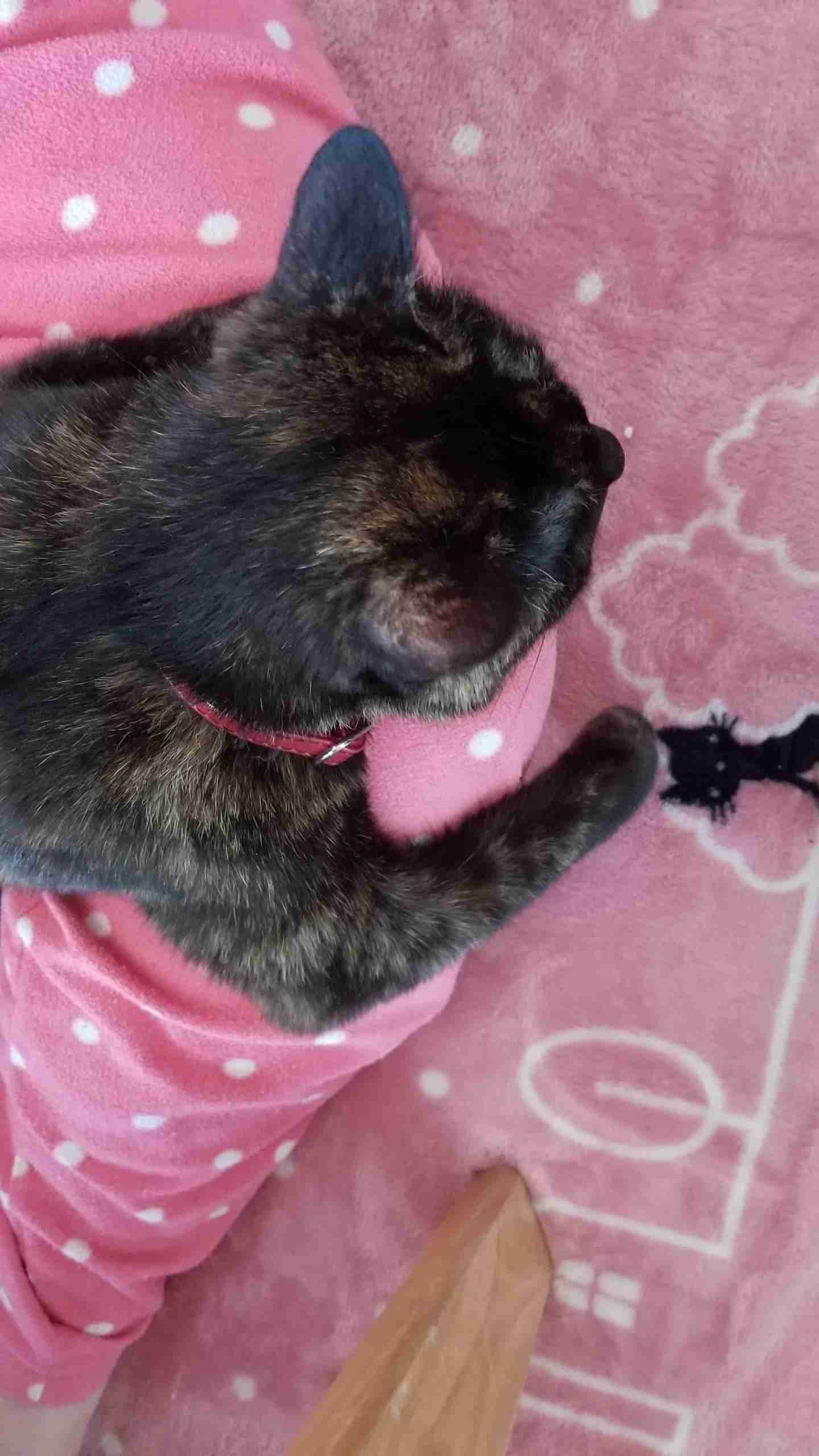 猫飼い主雑談相談トピ