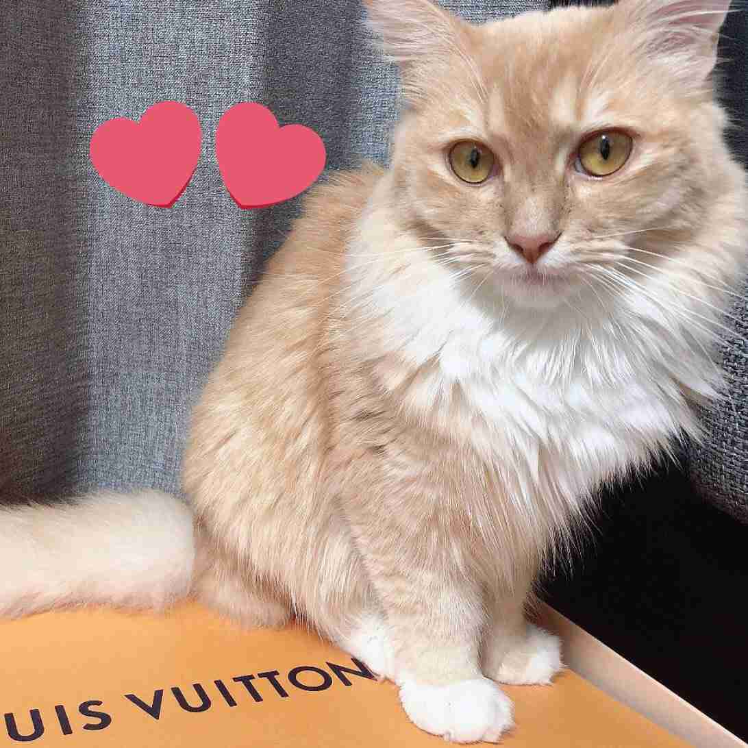 猫飼い主雑談相談トピ