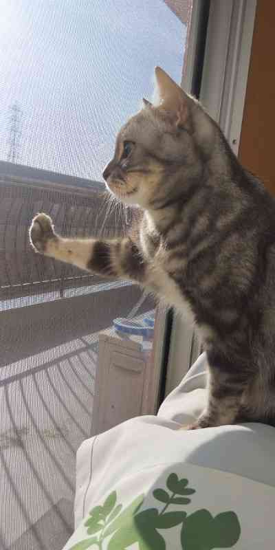 猫飼い主雑談相談トピ
