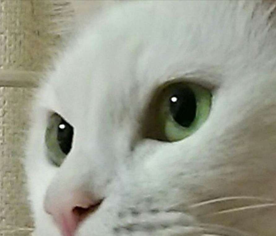 猫飼い主雑談相談トピ