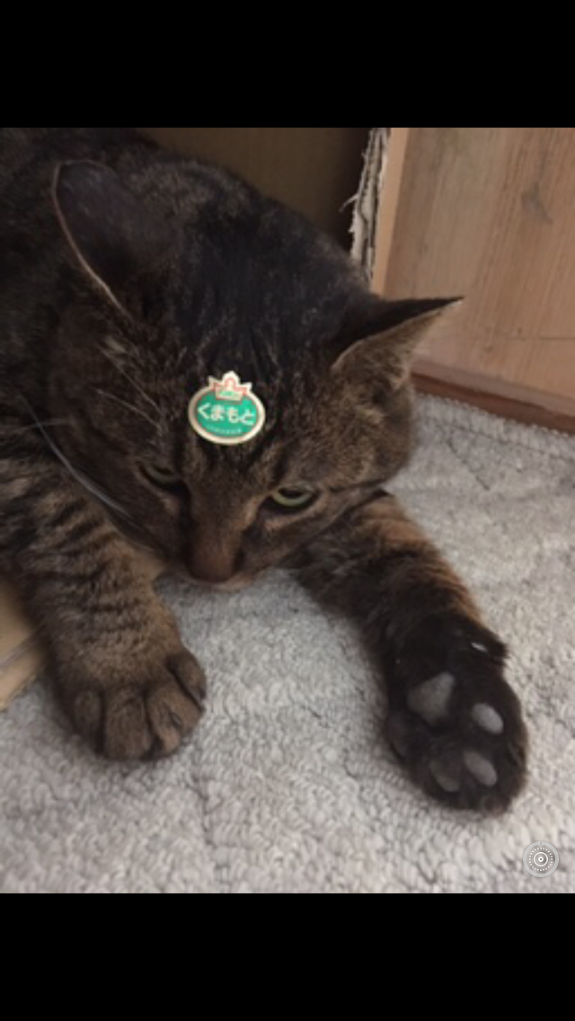 猫飼い主雑談相談トピ