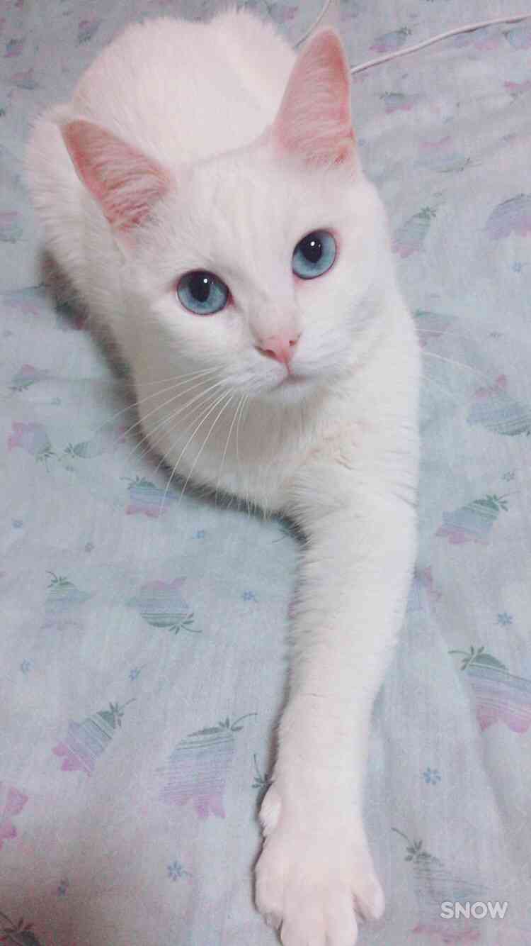 猫飼い主雑談相談トピ