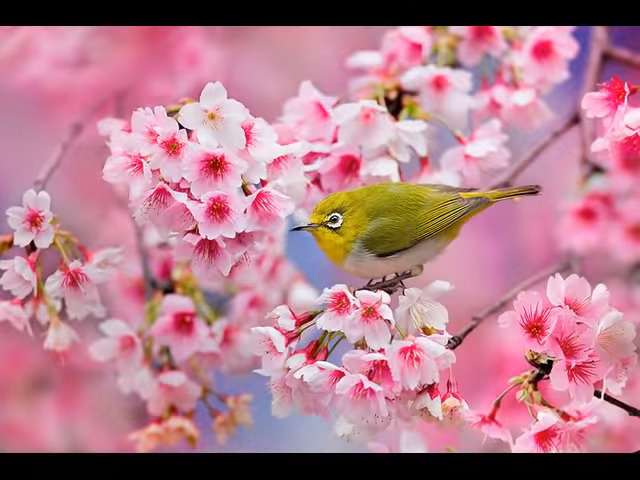 韓国国防部、「日本の哨戒機また韓国艦艇に接近」と主張…強硬対応へ