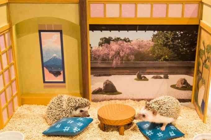 都会出身だけどもう都会には住めない人