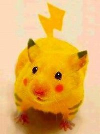 ピカチュウの画像を貼るトピ