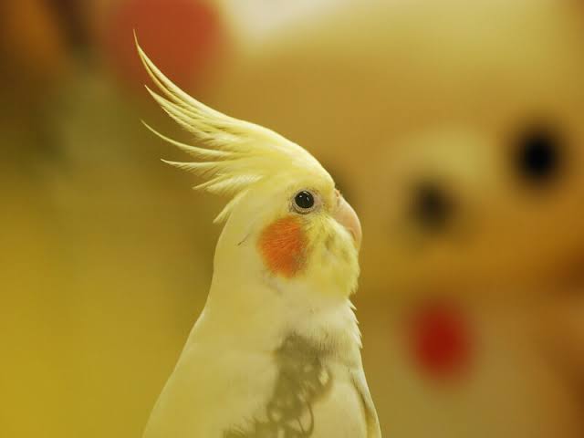 ピカチュウの画像を貼るトピ