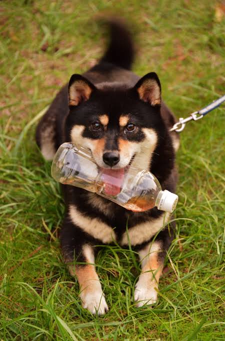 ペットを飼ったこと無い人あるある