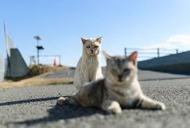 うしろ！うしろ！な画像
