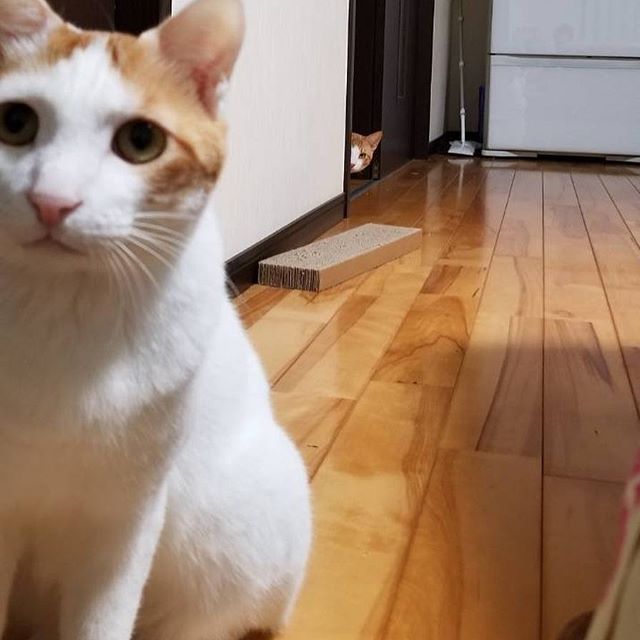 うしろ！うしろ！な画像