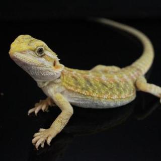 AAA語ろう