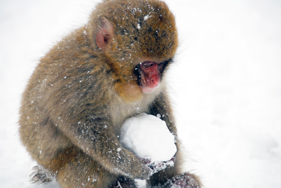冬好きさん 『画像』