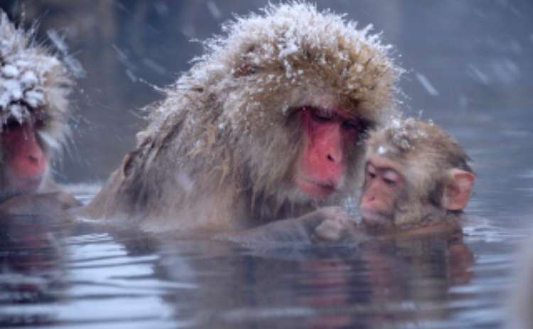 冬好きさん 『画像』