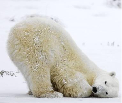 冬好きさん 『画像』