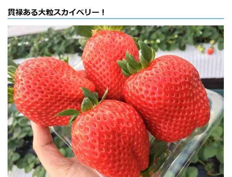 イチゴ狩り、最高何粒食べられますか?
