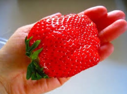 イチゴ狩り、最高何粒食べられますか?