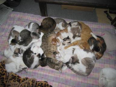 『バカ殿』水着女性にまみれる「肉布団」に衝撃　「気持ち悪すぎる」「食事中なのに」