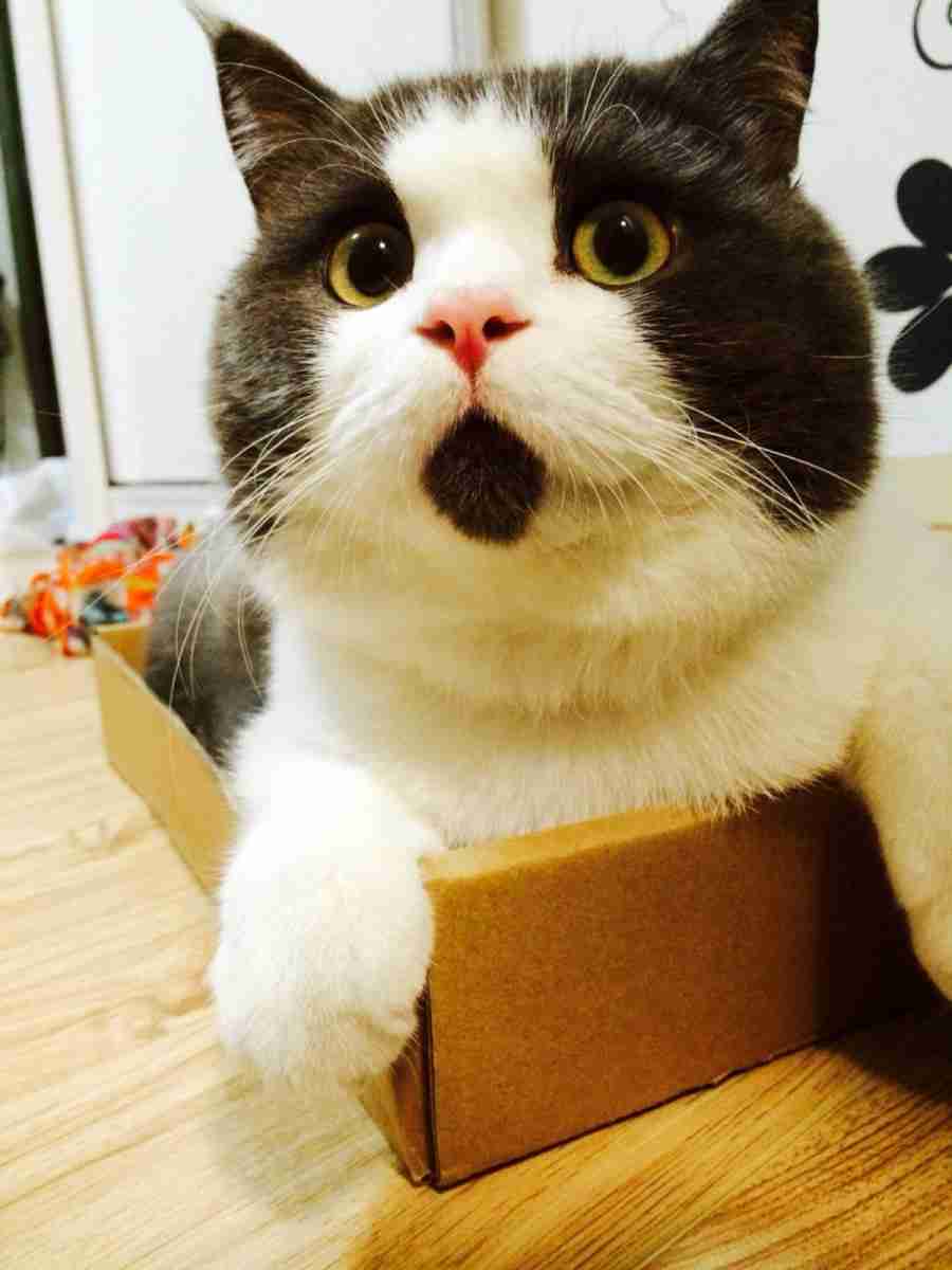 結果発表ー‼︎と言っていそうな画像。