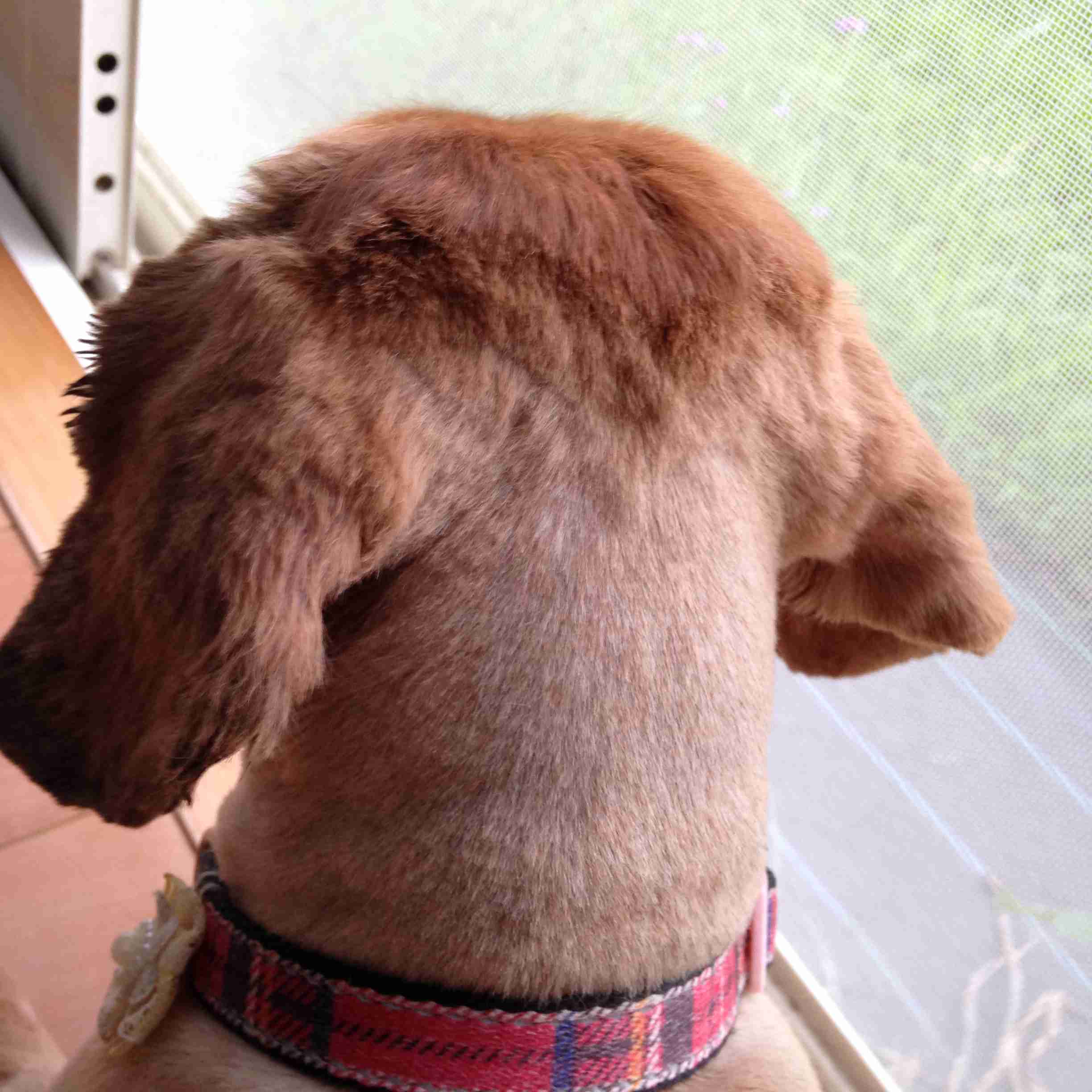 動物の後頭部が集まるトピ