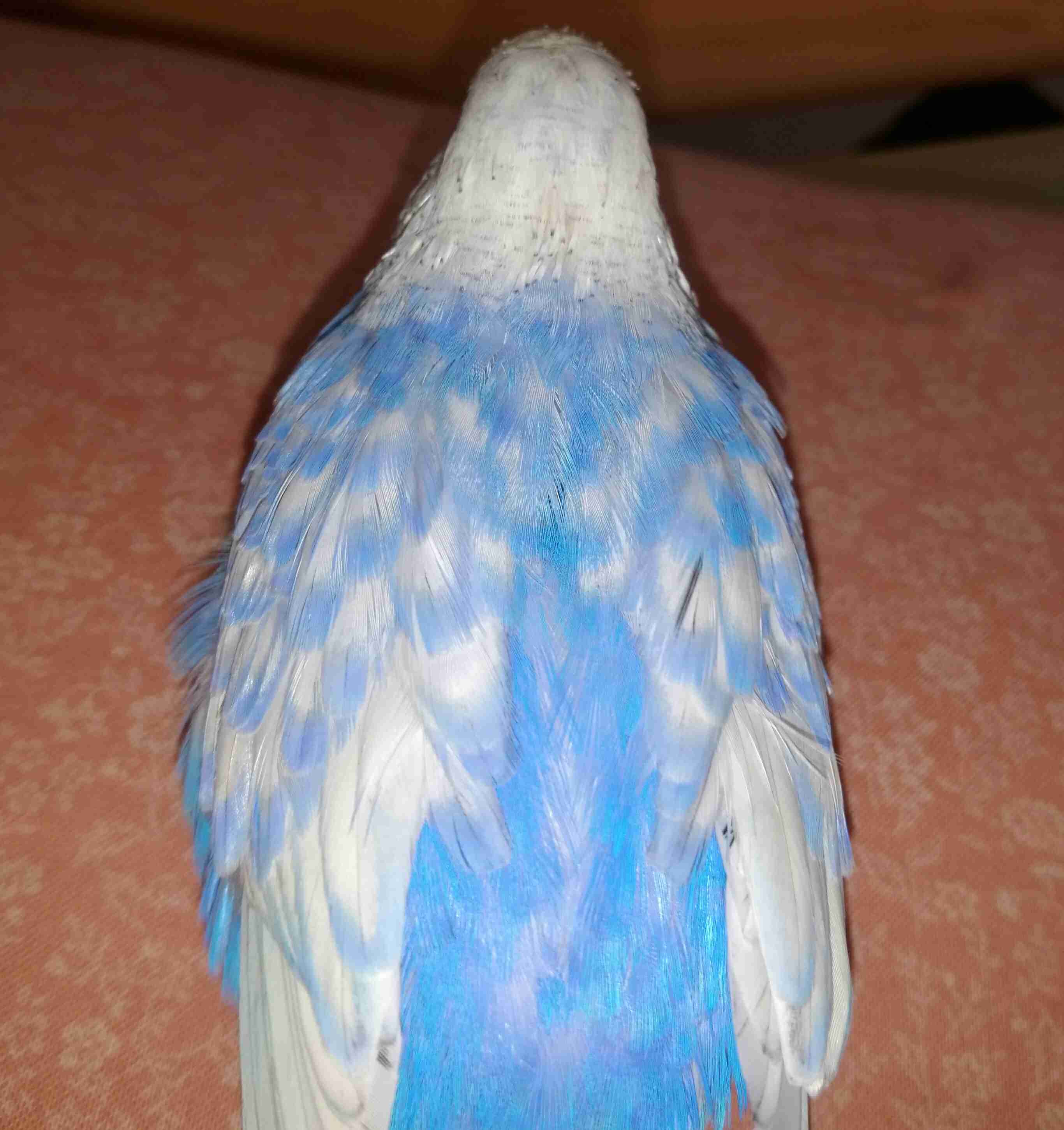 動物の後頭部が集まるトピ