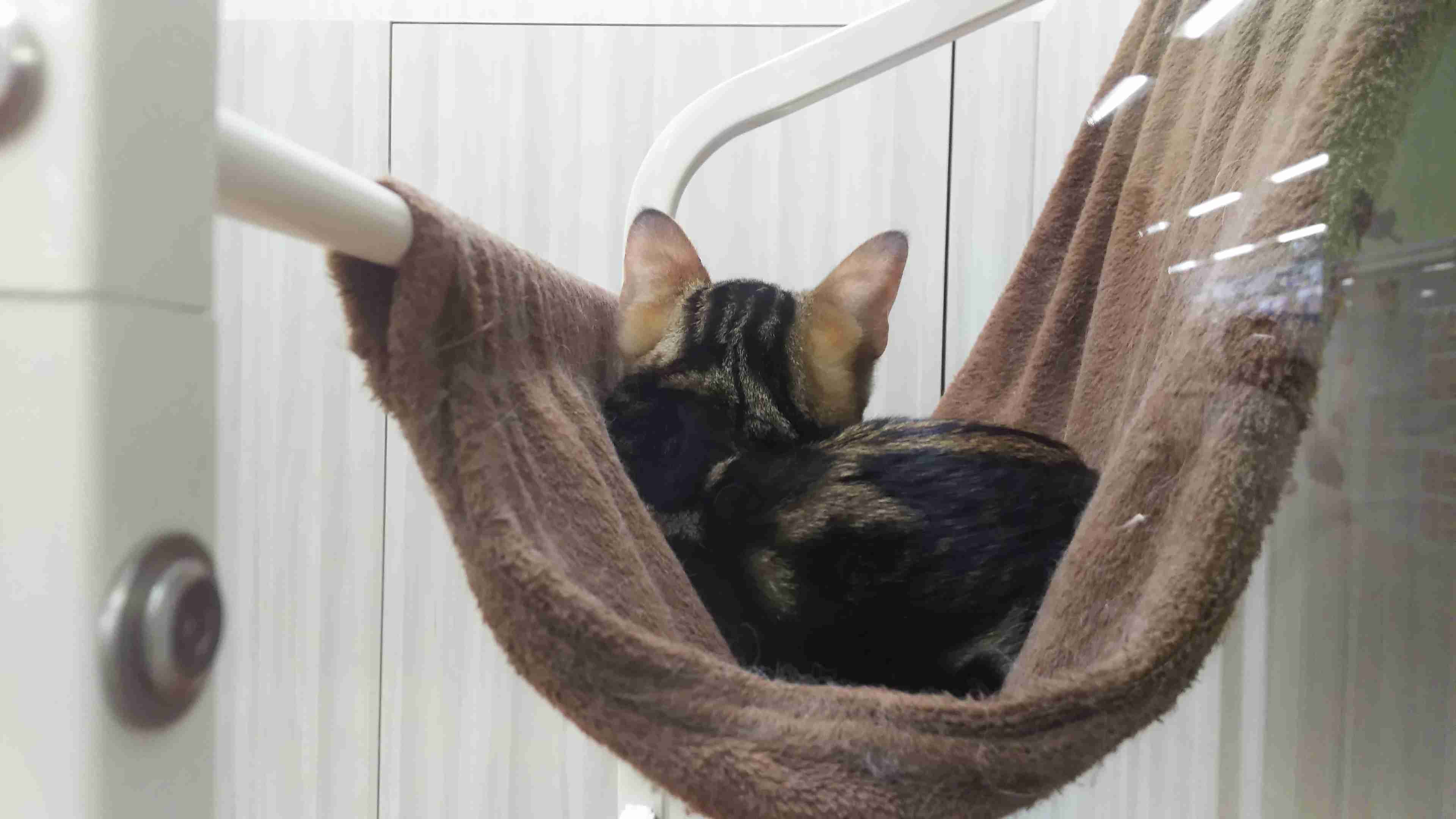 動物の後頭部が集まるトピ