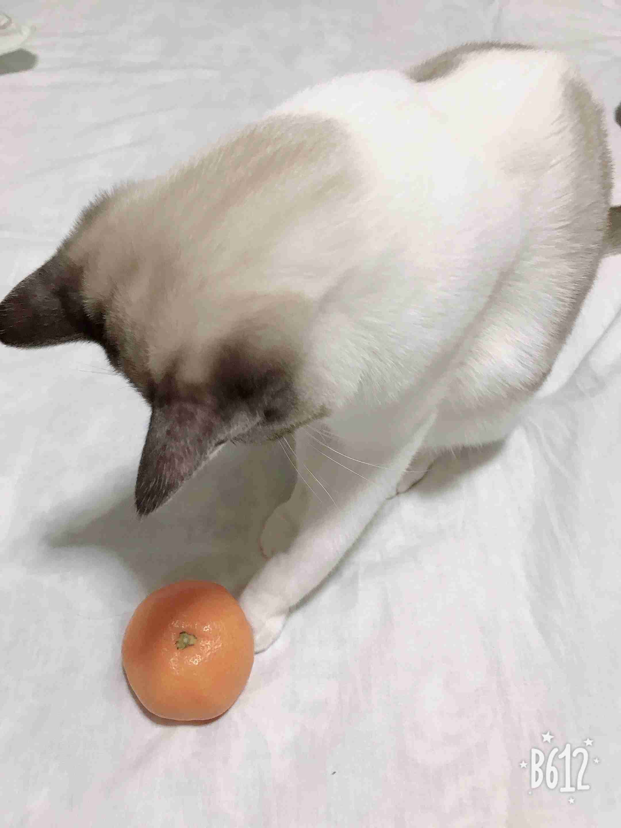 動物の後頭部が集まるトピ