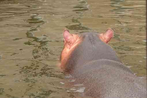 動物の後頭部が集まるトピ