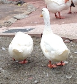 動物の後頭部が集まるトピ