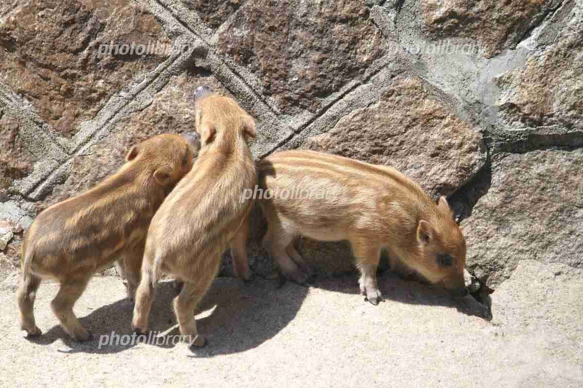 動物の後頭部が集まるトピ