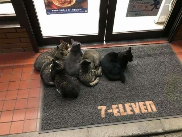 動物の後頭部が集まるトピ