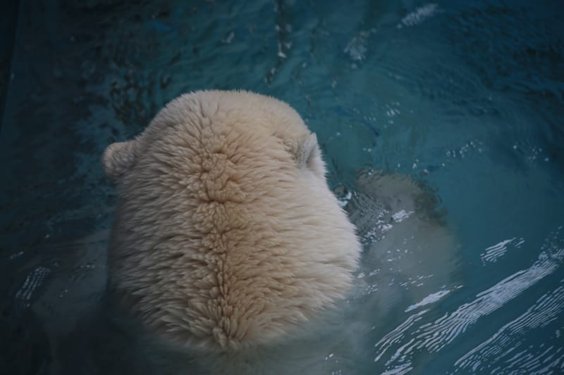 動物の後頭部が集まるトピ