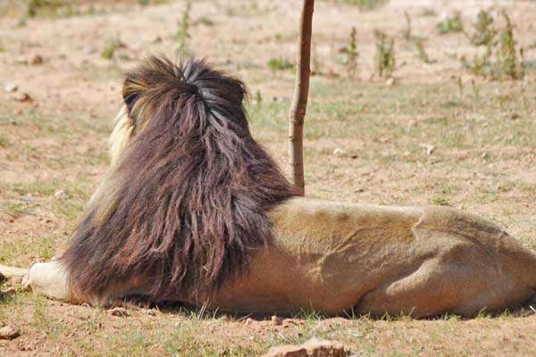 動物の後頭部が集まるトピ
