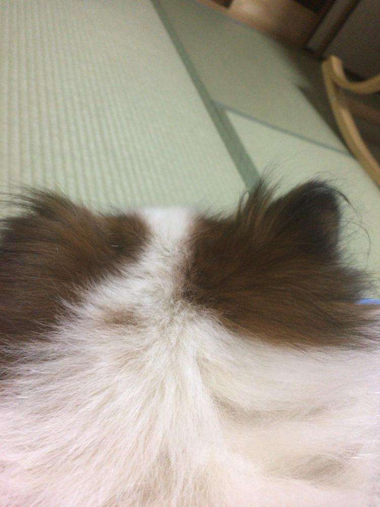 動物の後頭部が集まるトピ