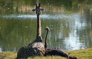 動物の後頭部が集まるトピ